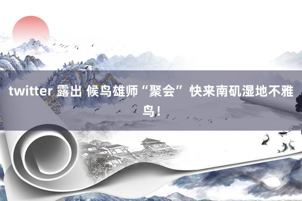 twitter 露出 候鸟雄师“聚会” 快来南矶湿地不雅鸟！